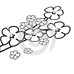 Pink Cherry Blossom flower branch colorless