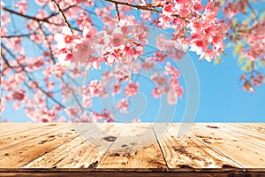 Pink cherry blossom flower sakura on sky background in spring season.
