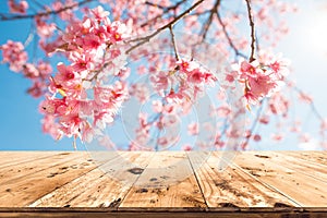 pink cherry blossom flower sakura on sky background in spring season.