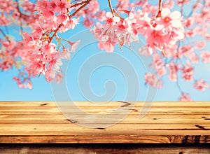 Pink cherry blossom flower sakura on sky background in spring season.