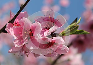 Pink cherry blossom flower in spring time over blue sky