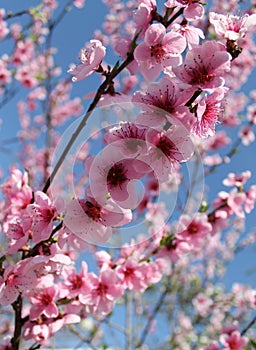 Pink cherry blossom flower in spring time over blue sky
