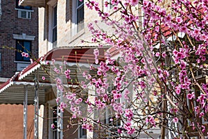 Pink Cherry Blossom Flowers along a Sidewalk during Spring in Astoria Queens New York