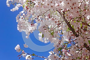 Pink Cherry Blossom Flowers Blooming on a Tree