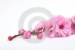 Pink Cherry Blossom Flowers Closeup photo