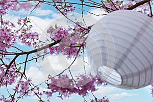 Pink cherry blossom flowers and white paper lantern in the garden with blurred background