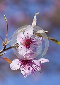 Pink Cherry Blossom Folwers