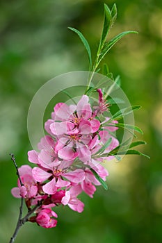 Pink cherry blossom, japanese branch with green leaves, floral nature background, natural spring wallpaper. Blooming Sakura,