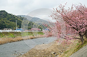 Pink cherry blossom