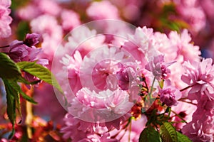 pink cherry blossom in morning light