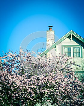 Pink cherry blossom near chimney of residential house in Seattle clear blue sky