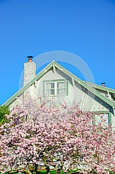 Pink cherry blossom near chimney of residential house in Seattle clear blue sky