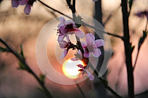 Pink Cherry Blossom with Orange Sunset