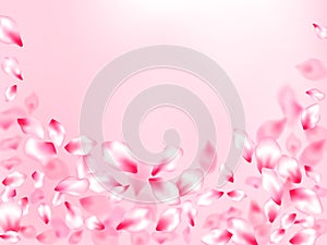 Pink cherry blossom petals isolated on rose color background. Flying sakura flower parts spring wedding vector.