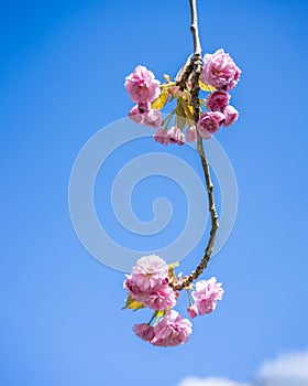 Pink cherry blossom, Prunus serrulata, Kanzan, Sekiyama