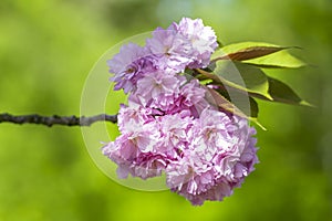 Pink cherry blossom, Prunus serrulata, Kanzan, Sekiyama