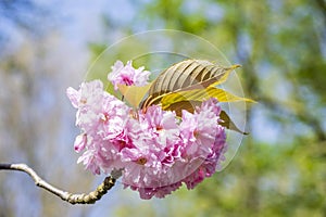 Pink cherry blossom, Prunus serrulata, Kanzan, Sekiyama