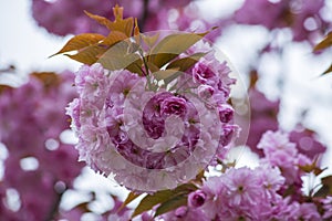 Pink cherry blossom, Prunus serrulata, Kanzan, Sekiyama