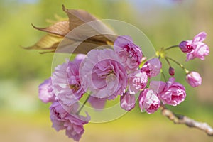 Pink cherry blossom, Prunus serrulata, Kanzan, Sekiyama photo