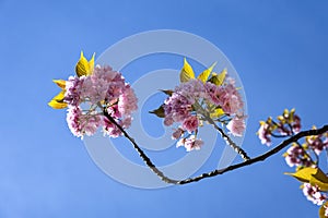 Pink cherry blossom, Prunus serrulata, Kanzan, Sekiyama photo