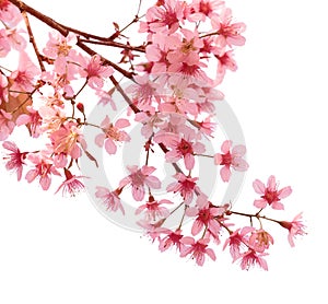 Pink cherry blossom sakura photo