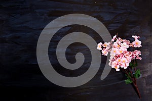 Pink cherry blossom sakura on black wooden or metal background