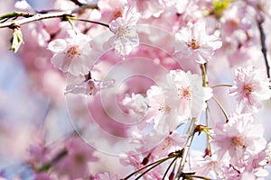Pink cherry blossom or sakura on blue sky