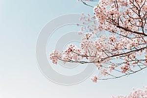 Pink Cherry blossom or sakura flower with blue sky in spring season at Japan