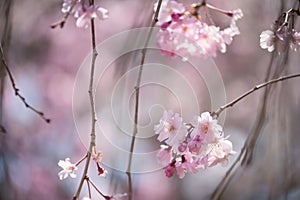 Pink cherry blossom or sakura flower full bloom in springtime