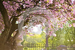 Pink Cherry Blossom or Sakura flower in the nature at the Gardens in Mirabell Palace,Salzburg,Austria