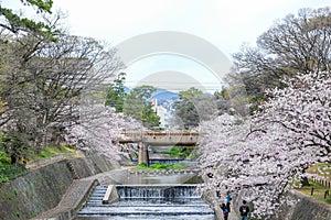 Pink cherry blossom sakura flower in riverside