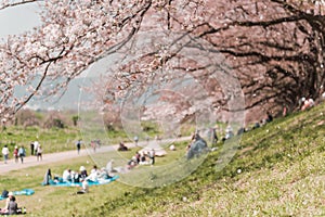 Pink Cherry blossom or sakura flower in spring season at Japan