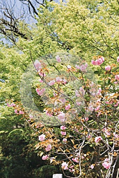 Pink Cherry blossom or sakura flower in spring season at Japan