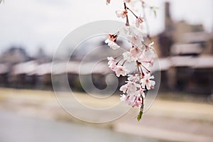 Pink Cherry blossom or sakura flower in spring season at Japan