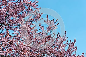 Pink Cherry blossom with sky background