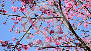 Pink cherry blossom with small bird stand on branch with blue sk