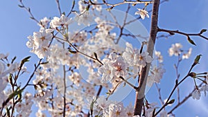 Pink cherry blossom spring time.