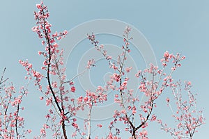 Pink Cherry Blossom in Springtime, Sakura Flowers Blossoming With Branches Against Blue Sky Background. Abstract Nature