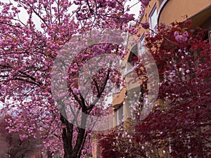 Pink cherry blossom street background