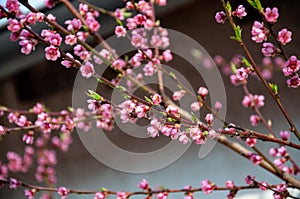 Pink cherry blossom in a sunlight. Spring background or phone wallpaper