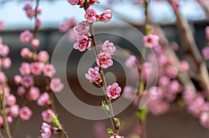 Pink cherry blossom in a sunlight. Spring background or phone wallpaper