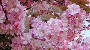 Pink cherry blossom sway in the wind