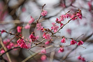 Pink cherry blossom in taiwan