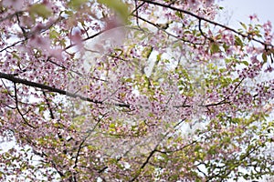 Pink Cherry blossom of Toji Garden in Kyoto.