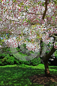 Pink Cherry Blossom Tree