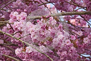 Pink cherry blossom tree
