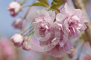 Pink cherry blossom tree