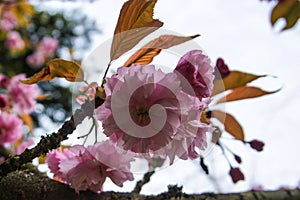 Pink cherry blossom on a tree