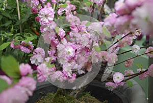 Pink cherry blossom tree grows in the park.