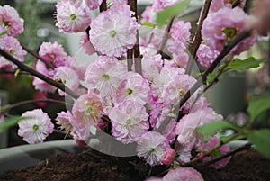 Pink cherry blossom tree grows in the park.